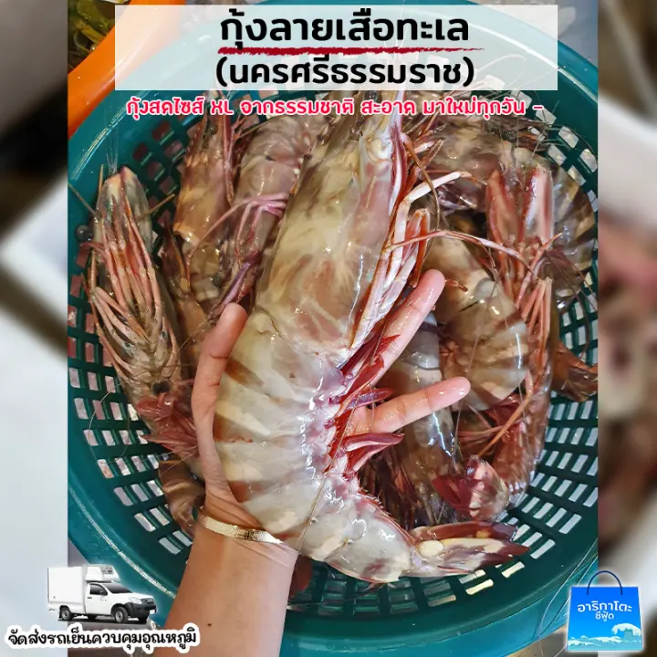 ส งฟร ก งลายเส อสดจ มโบ ต วใหญ เน อเเน น เด ง ส ล น 1 Kg Lazada Co Th