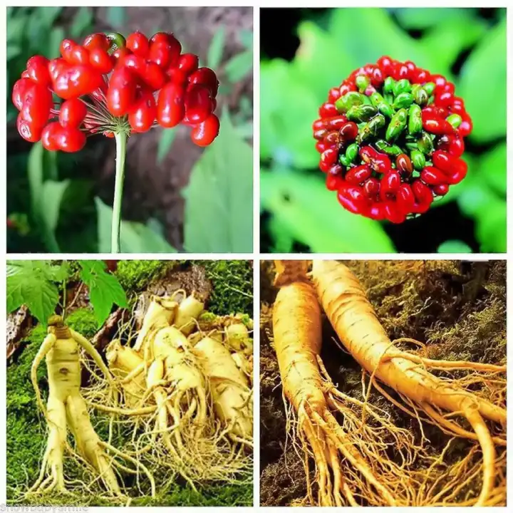 เมล็ดพันธุ์ เมล็ดพืช 10 เมล็ด โสมขาว โสมแดง ซานชี เถียนซี Panax โสมจีน โสมเกาหลี โสมญี่ปุ่น | Lazada.co.th
