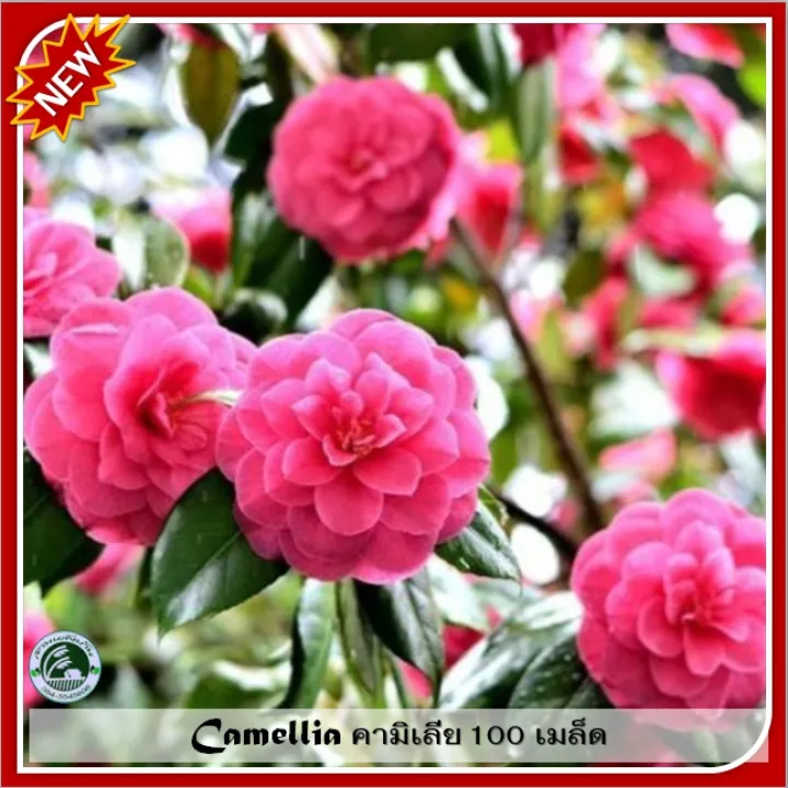 100 เมล็ด คามิเลีย Camellia เมล็ดคามิเลีย เมล็ดพันธุ์คามิเลีย